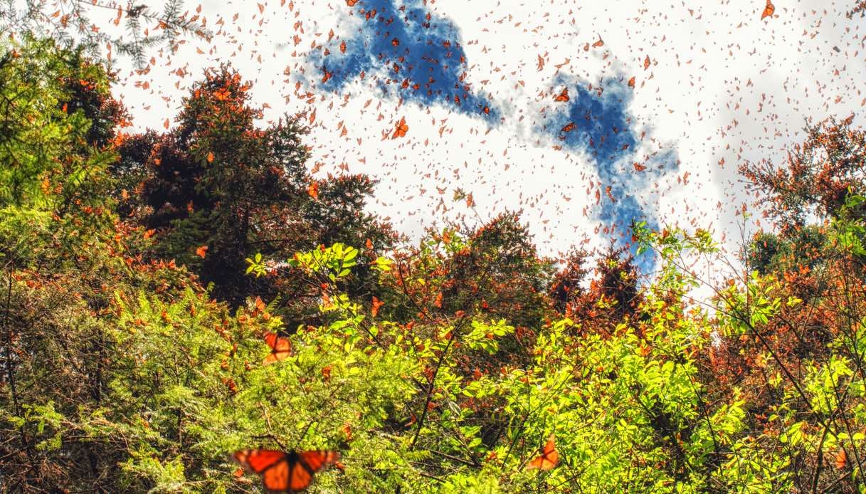 The Magical Forest in Mexico Where Every Year the Sky Turns Black and Orange
