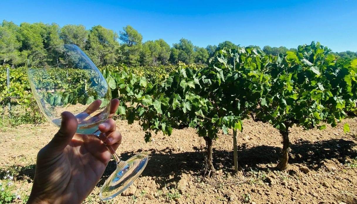Katalonya'nın Penedès bölgesinde üzüm bağları ve şarap imalathaneleri, doğa ve modernizm arasında bir yolculuk.