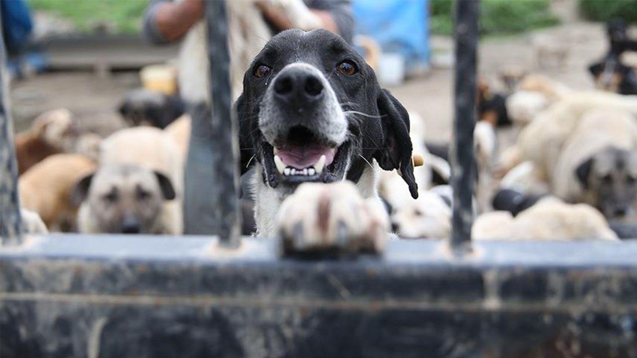 Die Entscheidung des Istanbuler Gouverneursbüros, streunende Tiere einzufangen, stieß auf Kritik.