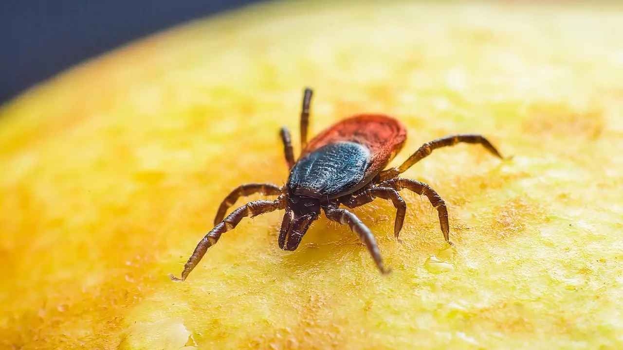 La enfermedad que se presenta tras la picadura de una garrapata. Causa alergias a la carne y a los productos lácteos.