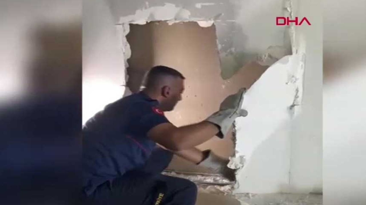 Kitten stuck in wall rescued