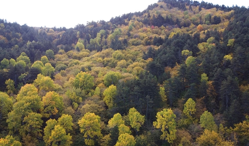 Het is verboden het bos in Kocaeli te betreden!