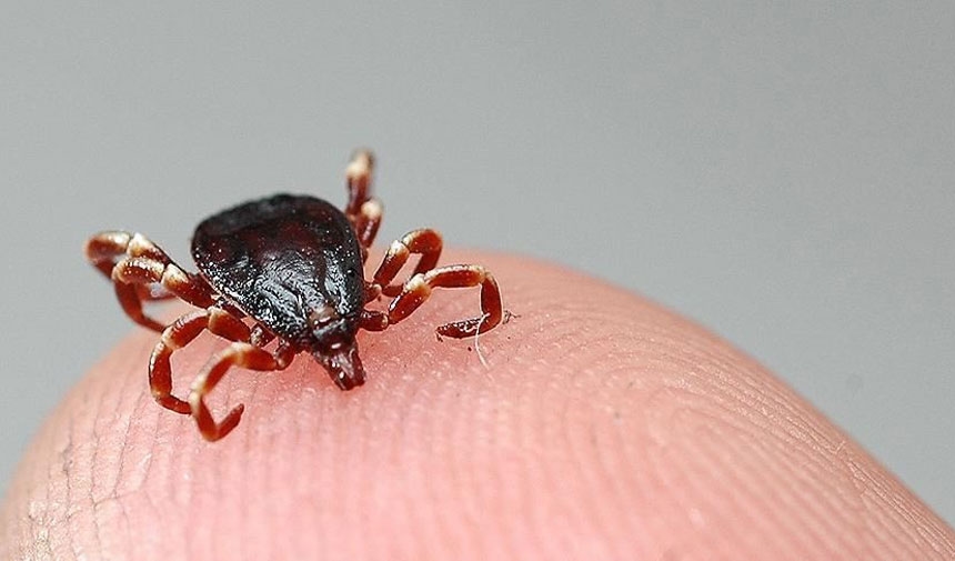¡Esta vez la garrapata se llevó una vida en Bolu!
