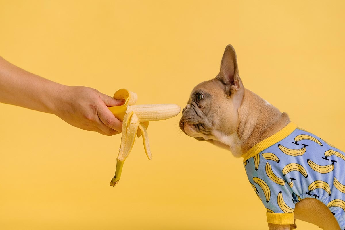 Vier Früchte, die Ihr Hund auf keinen Fall essen darf
