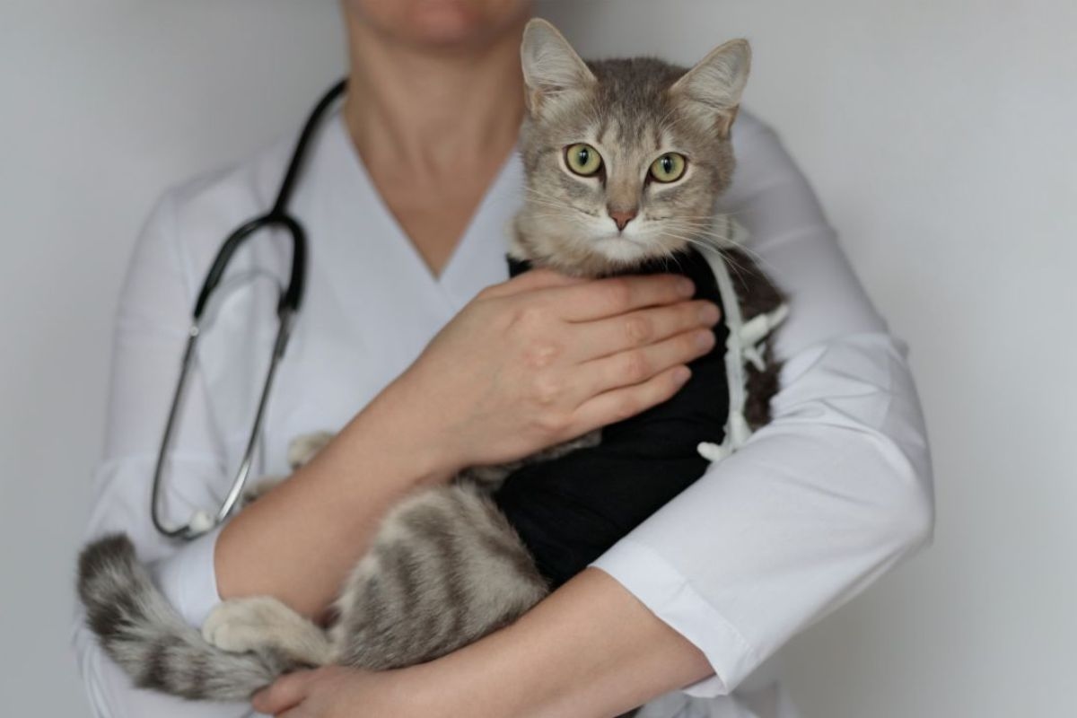 Pets in winter: how to prevent dogs and cats from getting sick in the cold