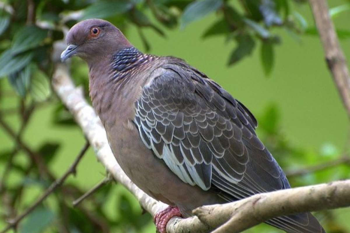 Piccioni in casa? Queste 3 piante terranno lontani gli uccelli una volta per tutte