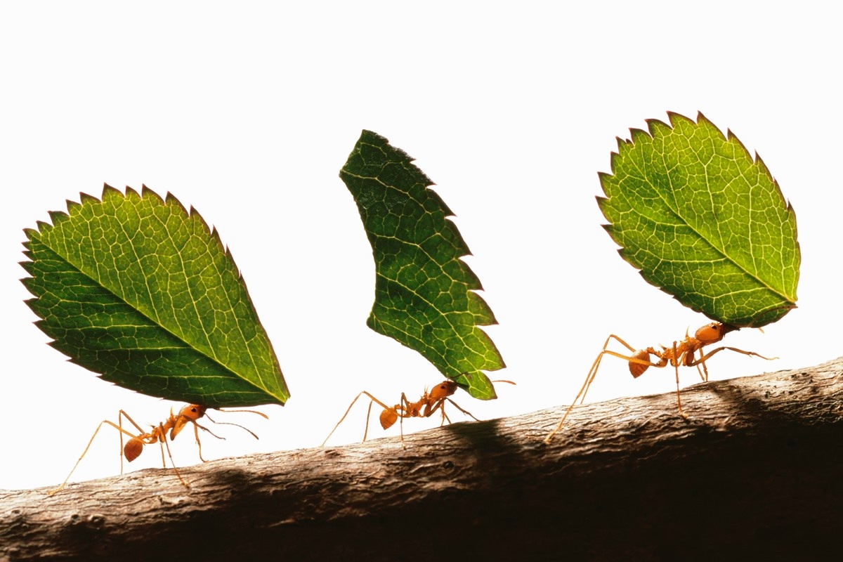 Auf Wiedersehen, Ameisen im Garten! 10 natürliche Lösungen, die Insekten fernhalten