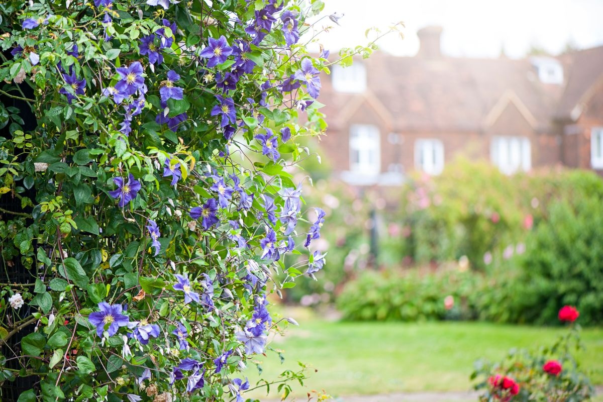 Clematis: So pflegen Sie die „Königin der Kletterpflanzen“