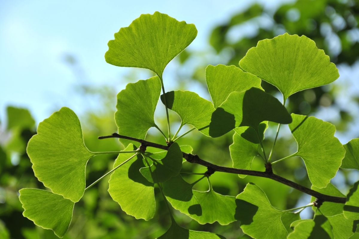 Descubre la planta que ayuda a la longevidad y la memoria para tener en tu jardín