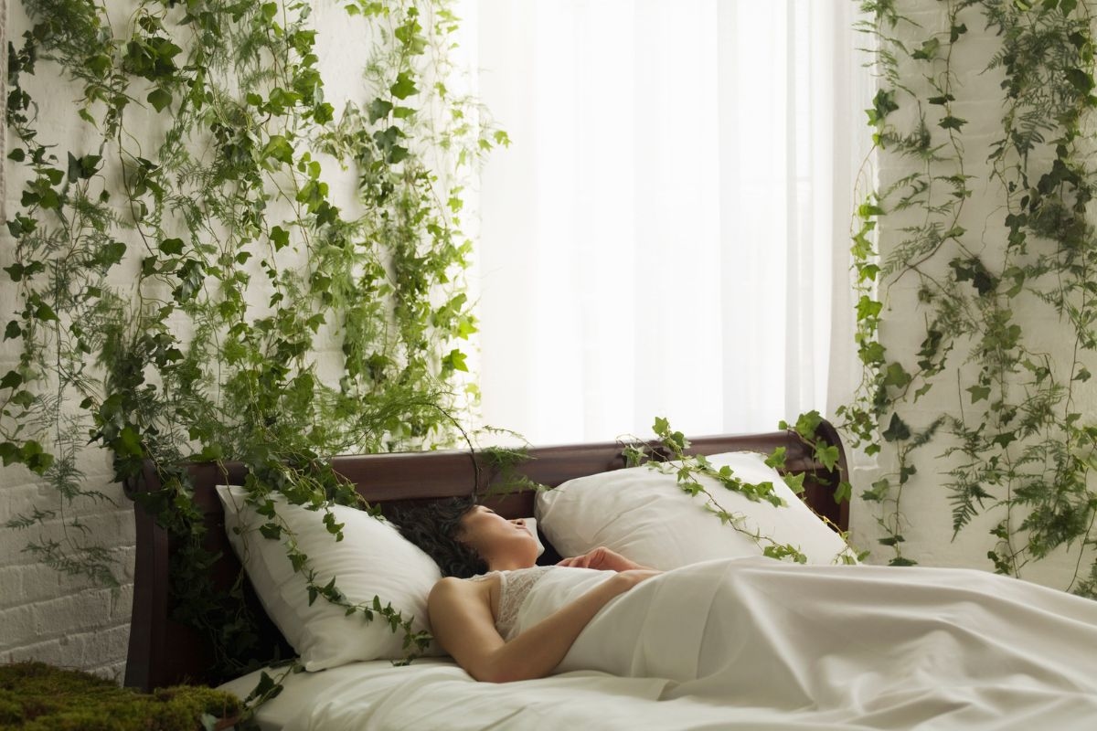 5 plantas para tener en tu dormitorio: mejoran el sueño y limpian el aire
