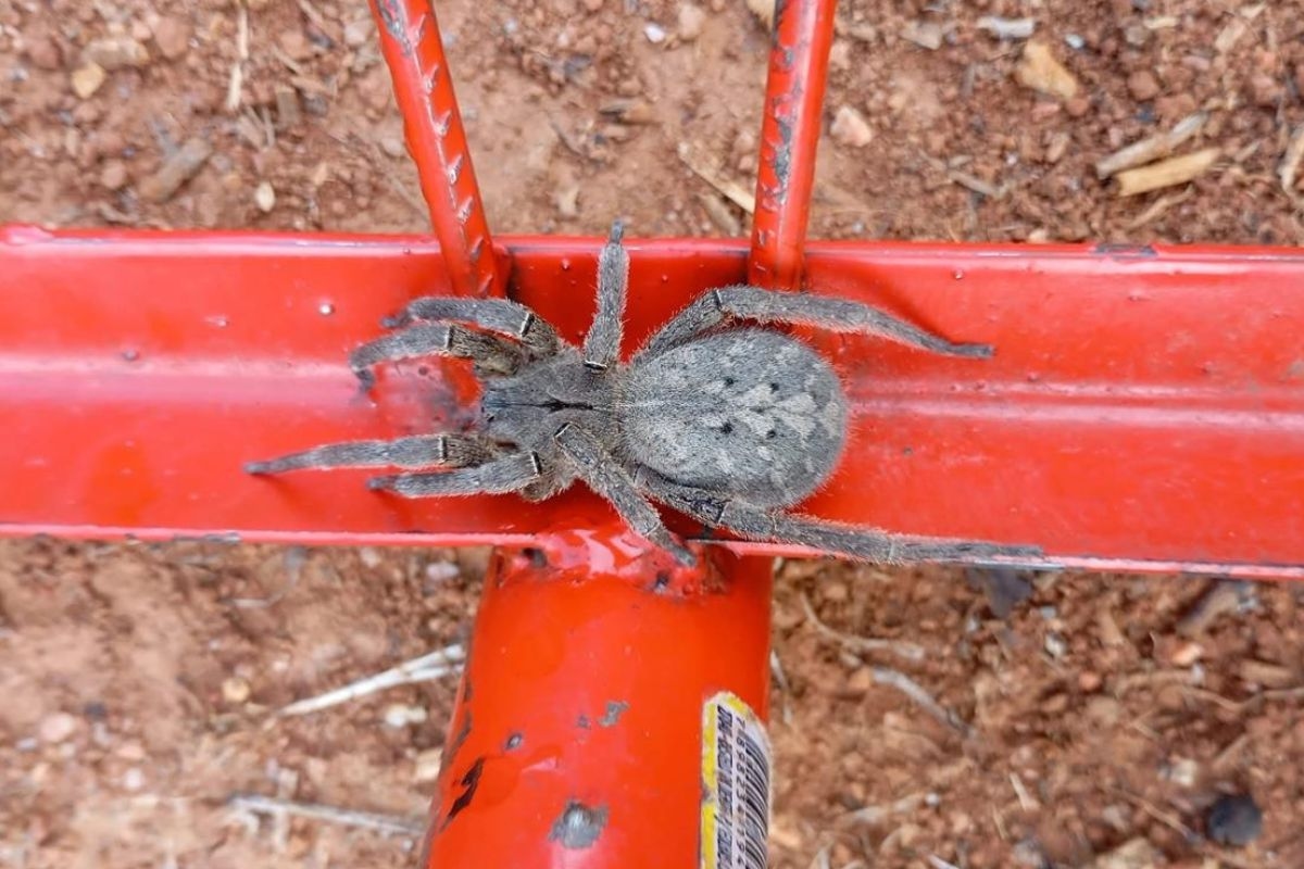 Cómo protegerse de la picadura de la araña errante brasileña, la araña más temida de Brasil