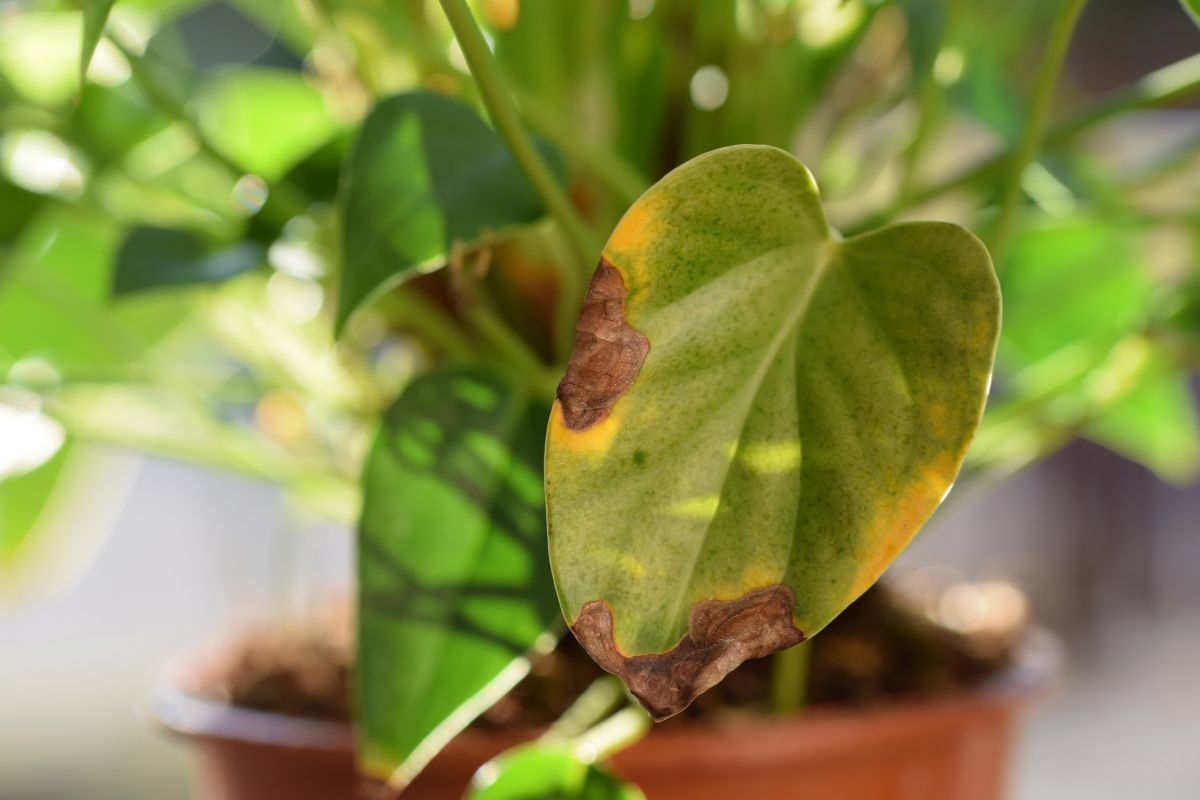 Plant Health: What Wilted, Brown, or Dry Leaves Indicate