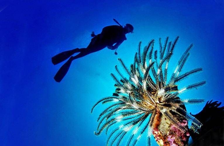Pesce scorpione su coste italiane: "Pungersi può essere molto doloroso"