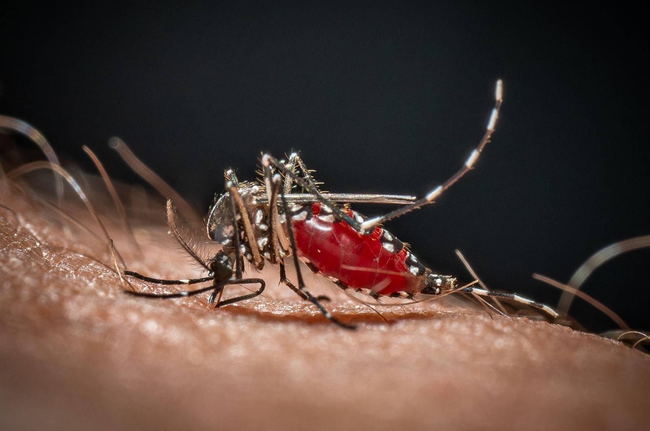 Chikungunya, eerste inheemse geval in Veneto: 64-jarige besmet