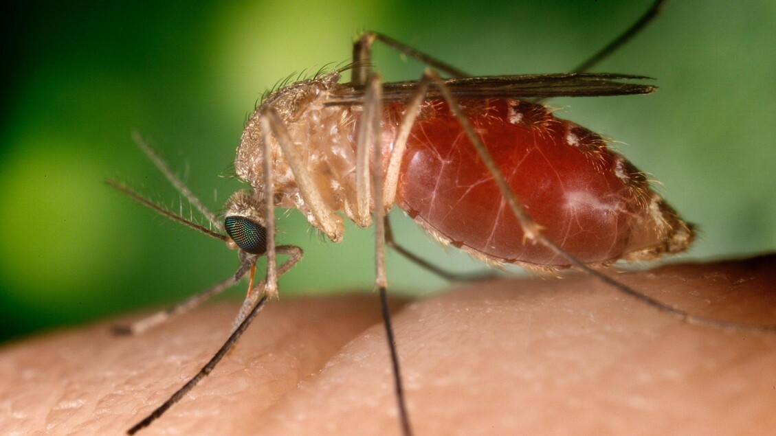 Sexta víctima del virus del Nilo Occidental en Lacio, una mujer de 83 años