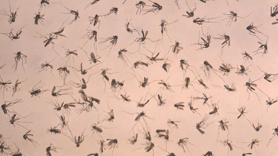 A case of dengue reported in the Vicenza area