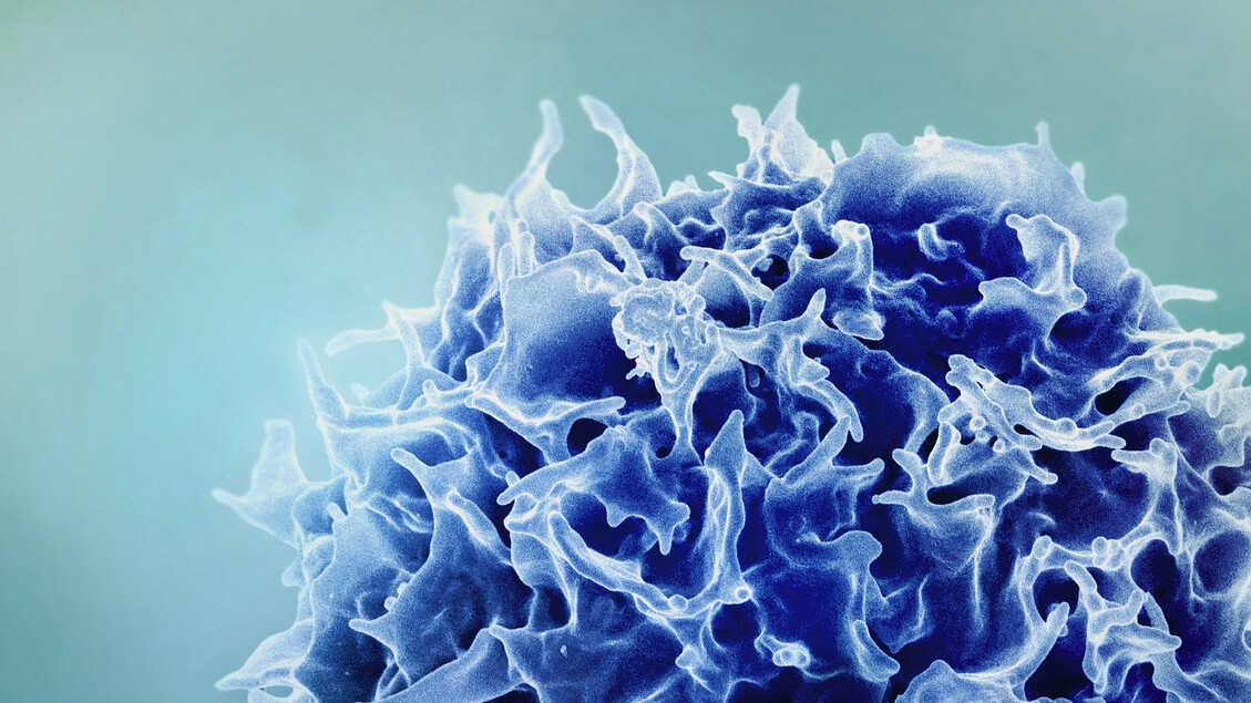 Disarm the rebellious immune cells responsible for many diseases