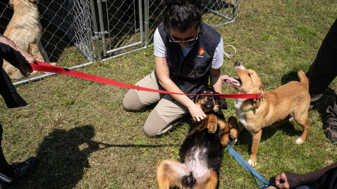Cani donatori di sangue, accordo Zooprofilattico Venezie-Enpa
