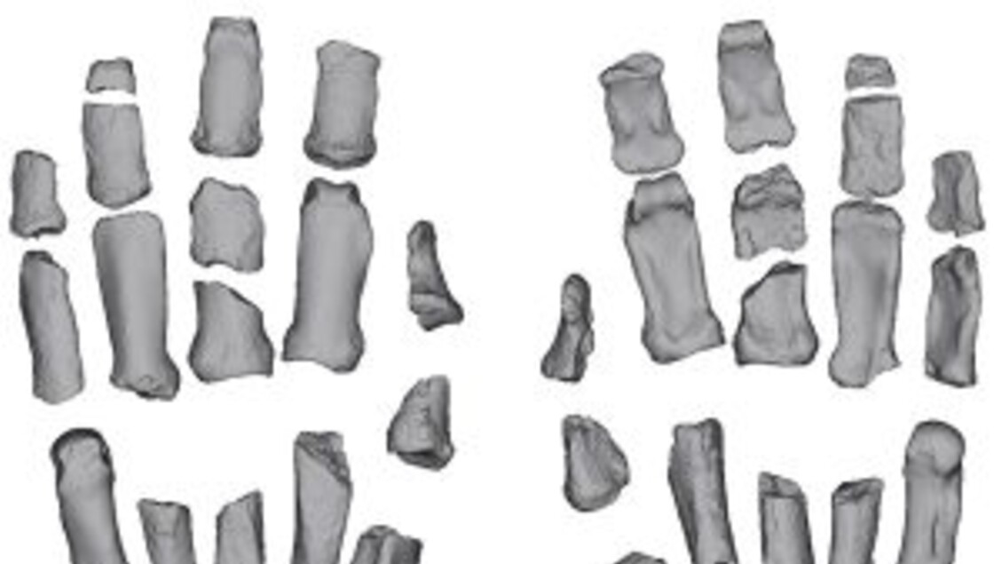 An ancient cousin of man could use stone tools