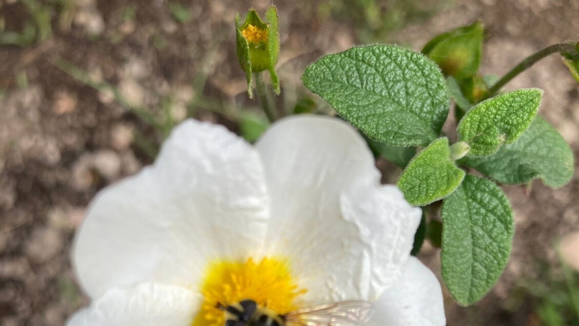 Warsztaty pszczelarskie dla dzieci w Bosco Capodimonte