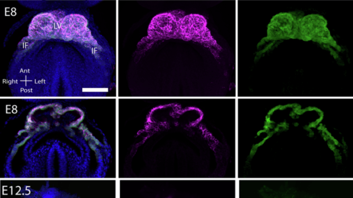 Hartgeboorte gefilmd in 3D in een muizenembryo