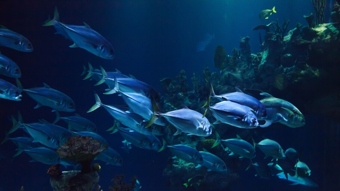 Oceanen, de uitdaging is het beschermen van biodiversiteit en zeebodems