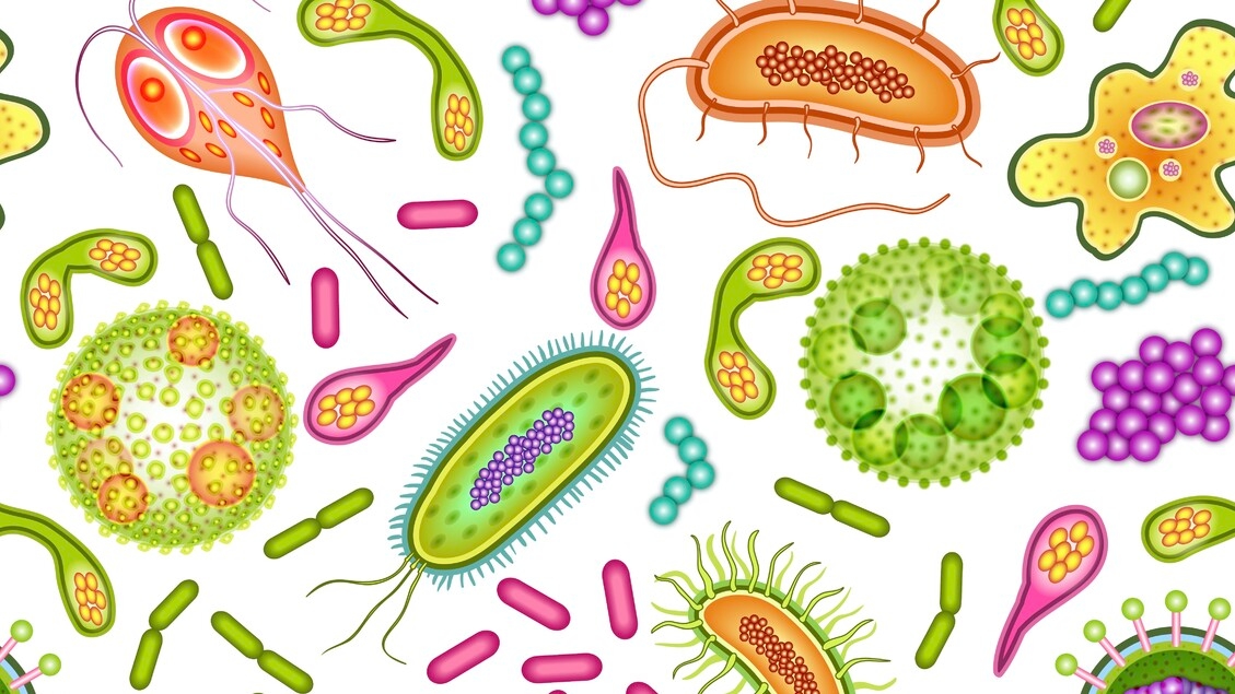Italienische Studie zum Zusammenhang zwischen Endometriose und Mikrobiota beginnt