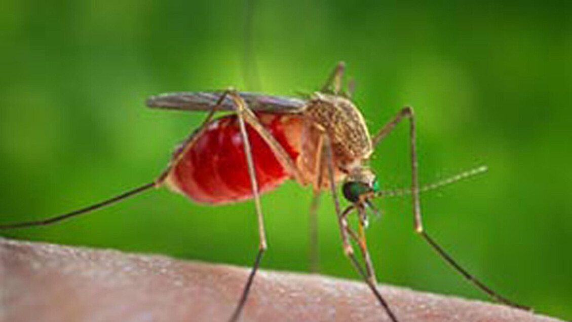 Seconda vittima da West Nile nel Lazio, un'altra in Campania