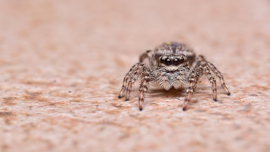 Spiders and scorpions evolved in the sea, not on land.