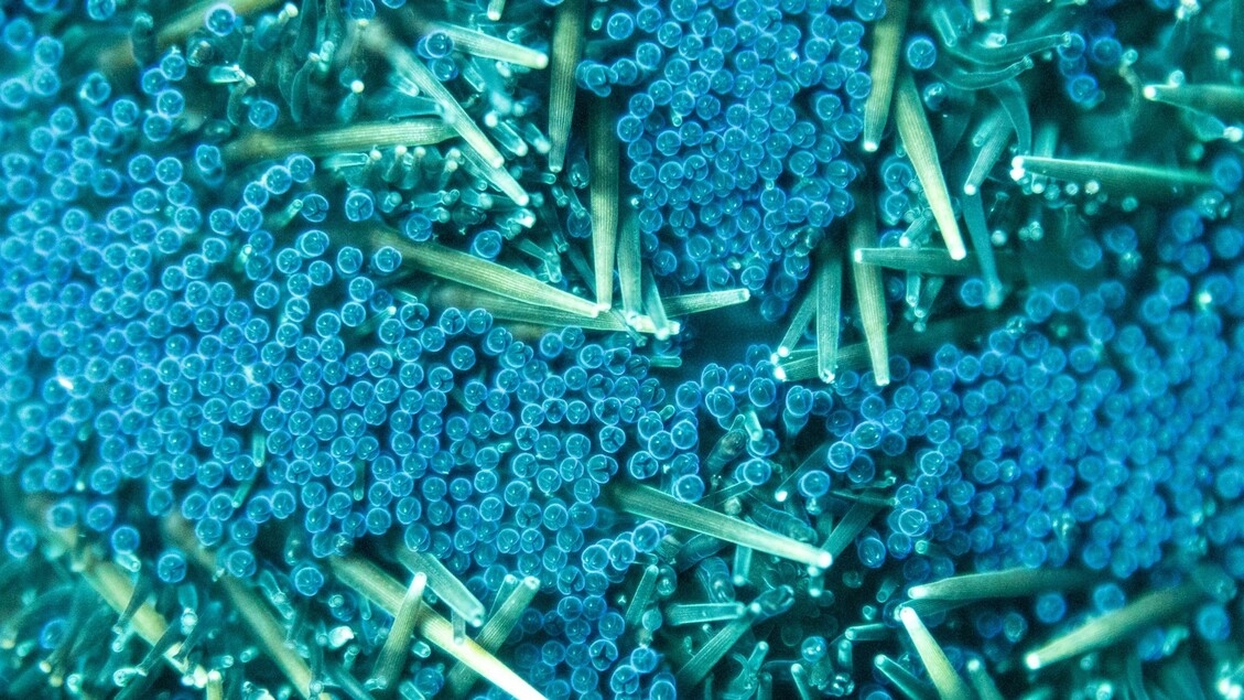 Microplastics also found in human reproductive fluids