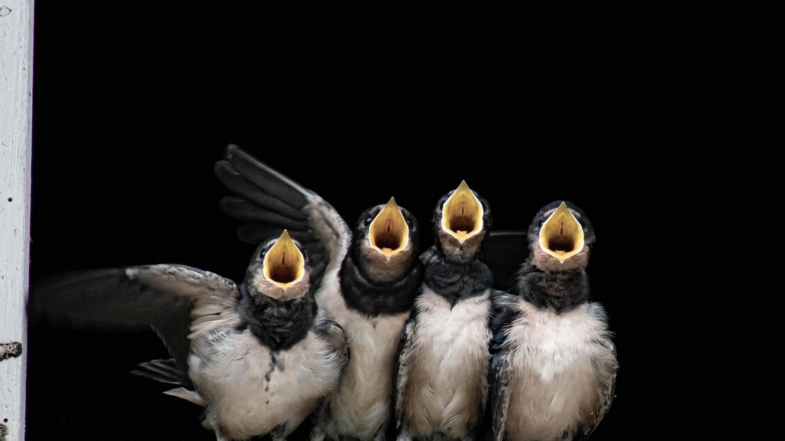 Door lichtvervuiling zingen vogels langer.