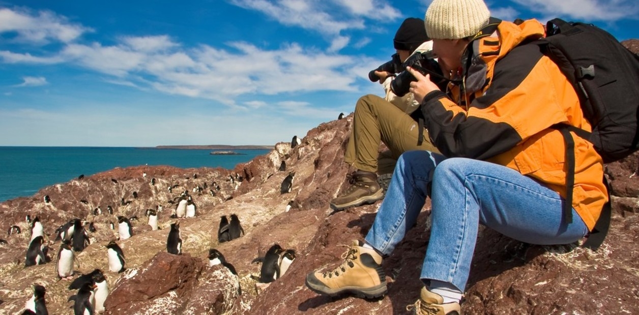 The 88 butterfly, the friendly anteater, flamingos, and orcas hunting prey: where and when to see Argentina's incredible wildlife.