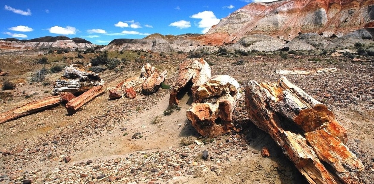 Stenen bomen en dinosaurusfossielen: een reis door miljoenen jaren naar de ongelooflijke versteende bossen van Patagonië