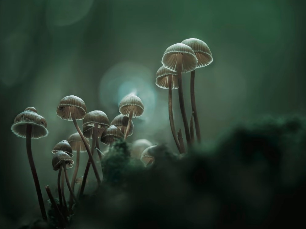 « Little Things » de Benoît Coquil : le roman qui explore l'impact culturel du champignon magique