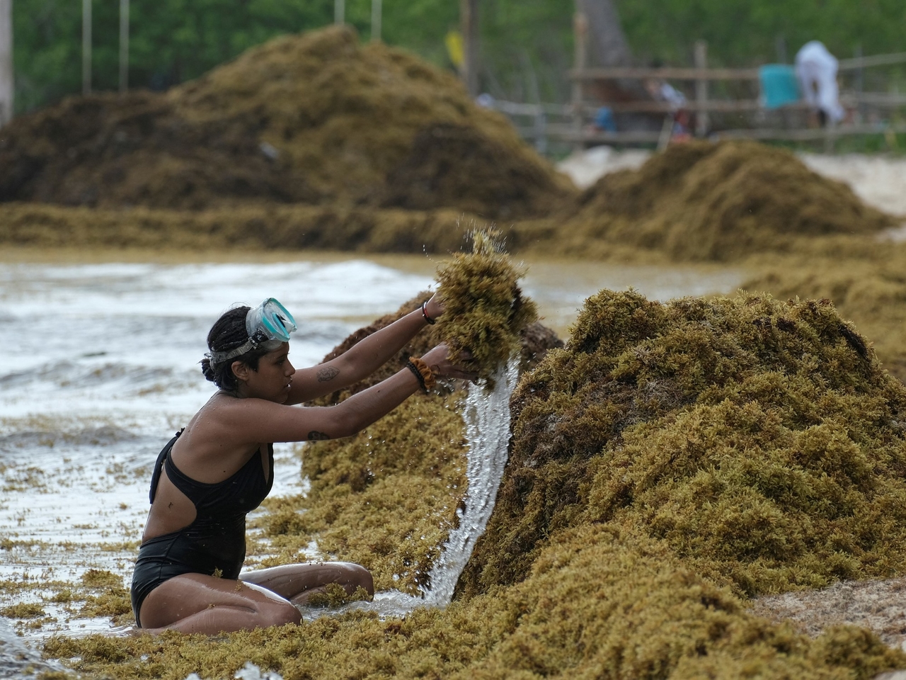 Allerta sulle spiagge caraibiche per la presenza di sargassi, che nel 2025 sarà già un record.