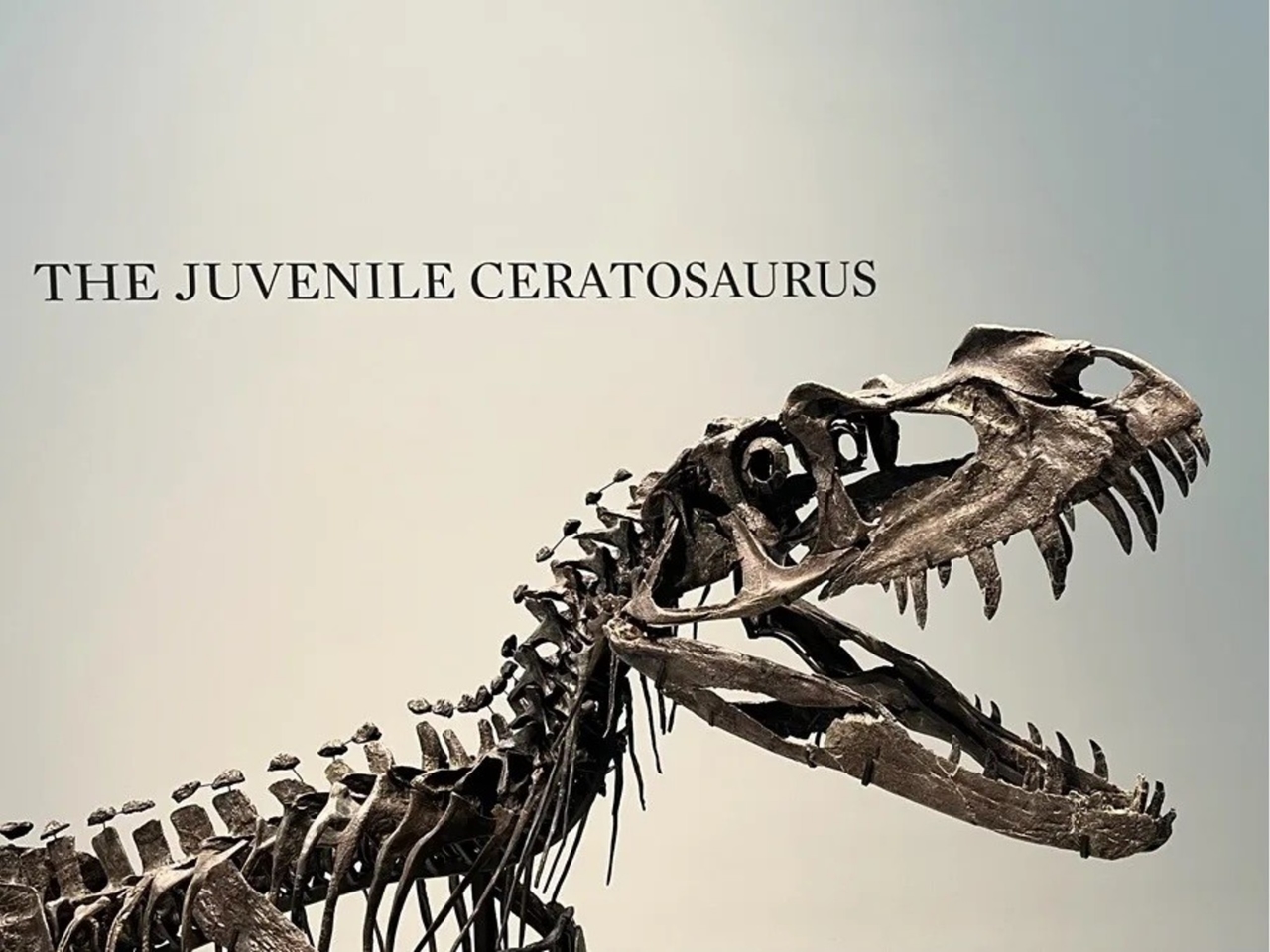 Sotheby's apresenta a estrela do seu novo leilão em Nova York: um 'bebê dinossauro'