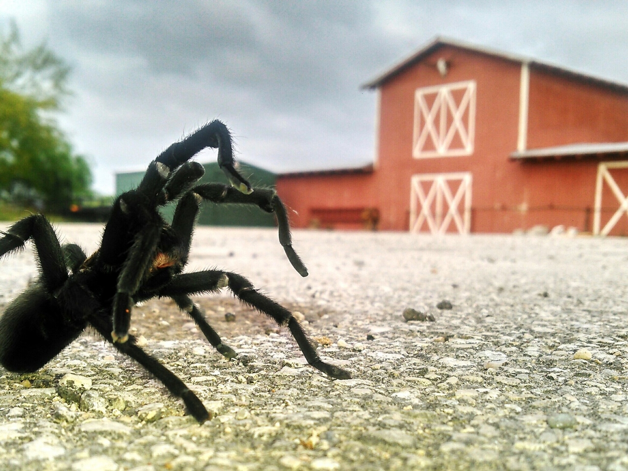 Stany Zjednoczone: „Inwazja” tarantuli, która jest również atrakcją turystyczną