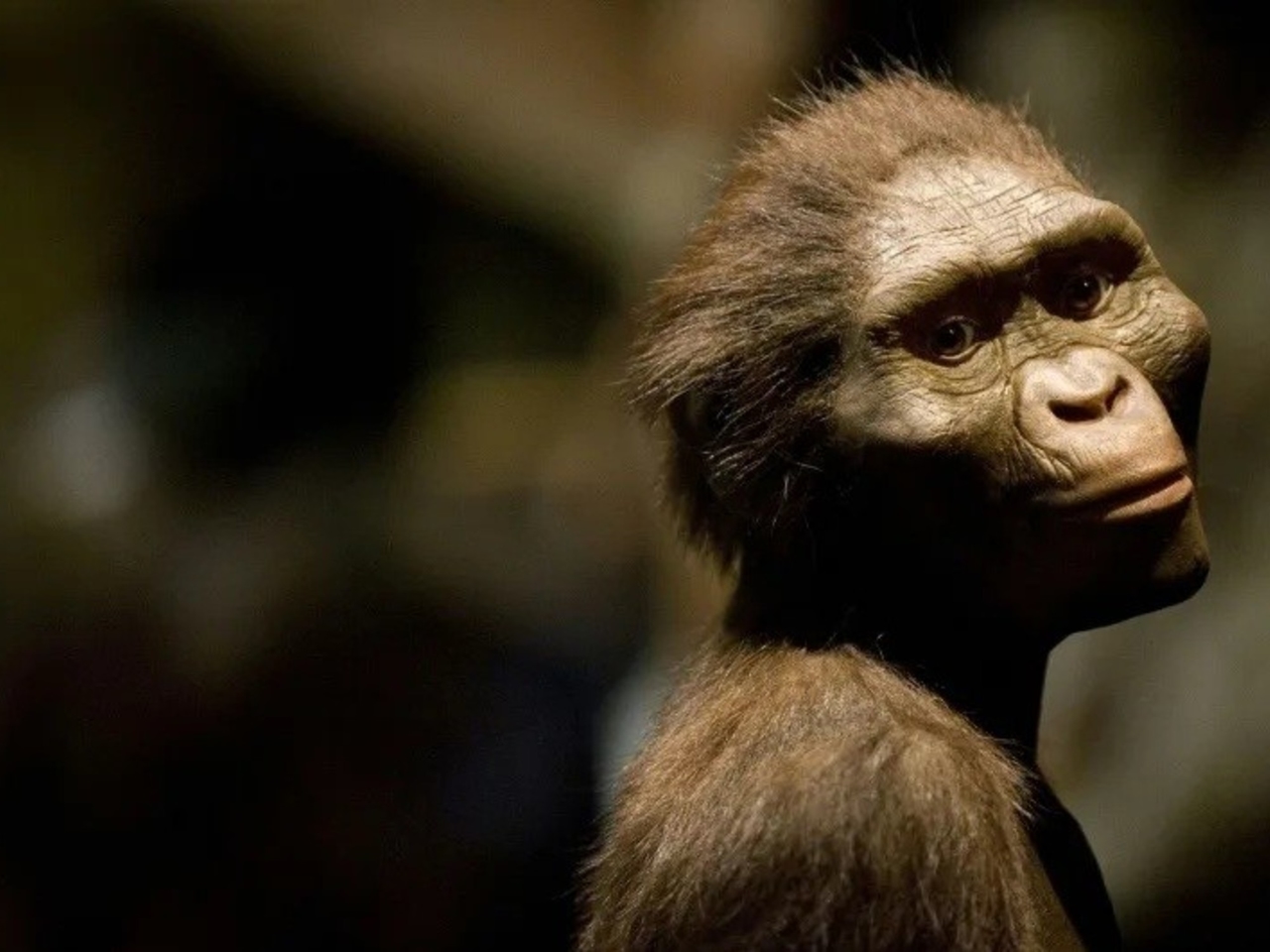 Lucy, famous human ancestor, goes on display for the first time in Europe
