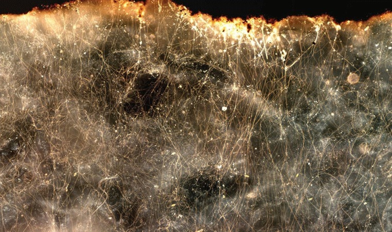 Des scientifiques ont découvert des bactéries conductrices d’électricité !