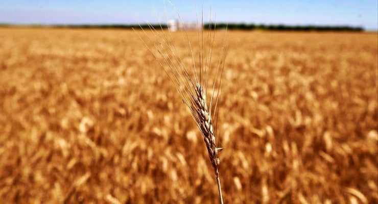 Gıda fiyatları dünyada geriliyor, Türkiye'de artıyor