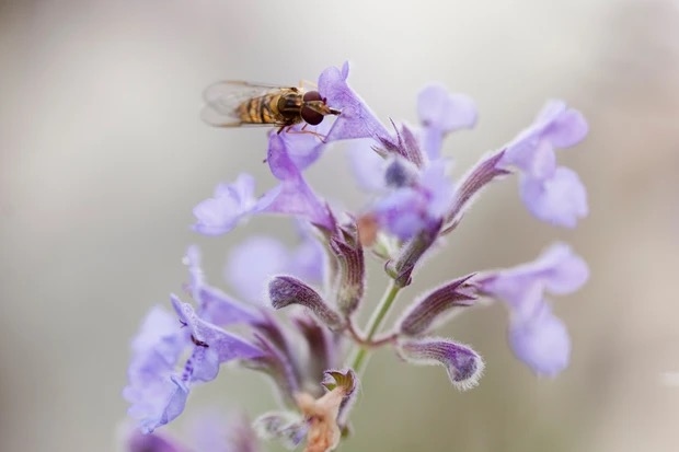 14 nectarrijke bloemen voor bestuivers