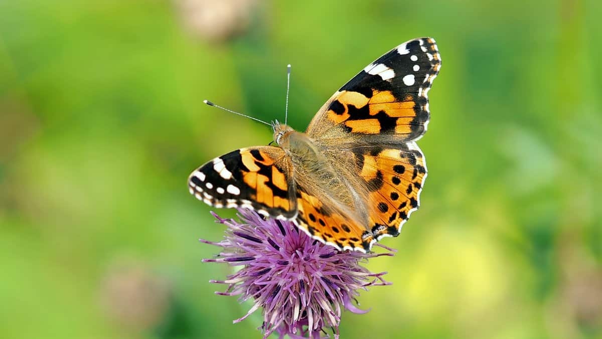 Wichtige Wirtspflanzen für Schmetterlinge in Ihrem Garten