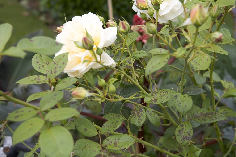 Zo herken (en bestrijd) je ziektes en plagen bij rozen