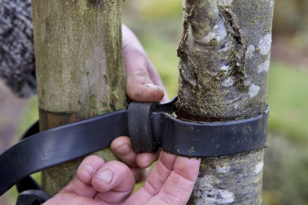 Подготовьте свой сад к шторму или сильному ветру с помощью этих 5 советов