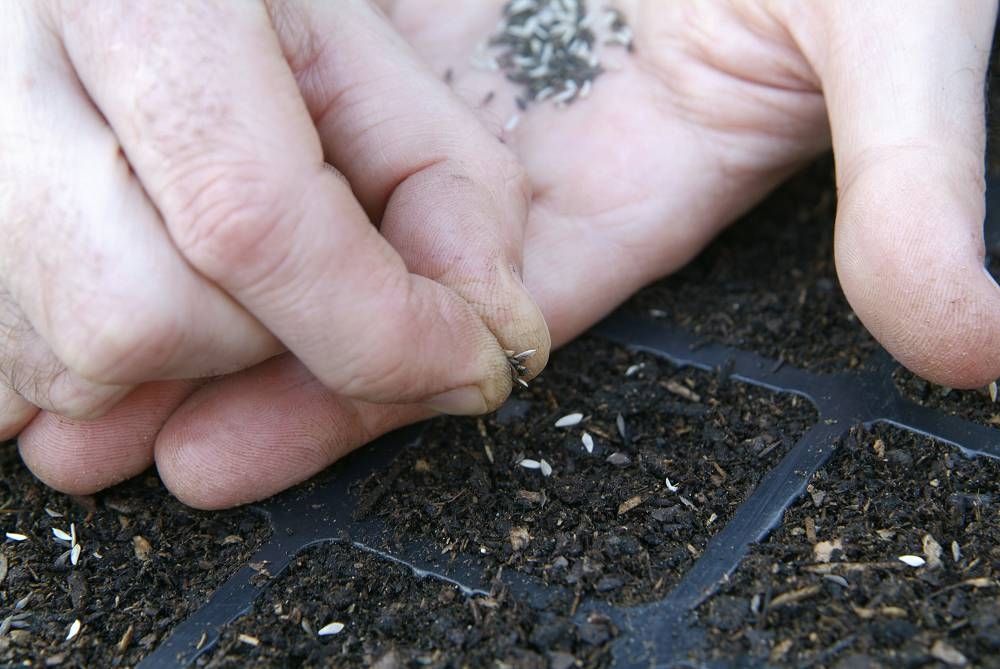 14 tarefas divertidas de jardinagem para a última semana de julho