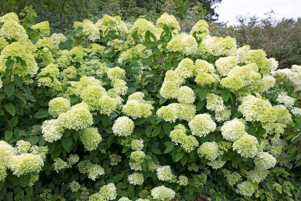 Malattie e problemi delle ortensie: cosa puoi fare per risolverli
