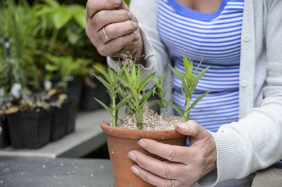 Asters stekken: zo vermeerder je deze bijenmagneet
