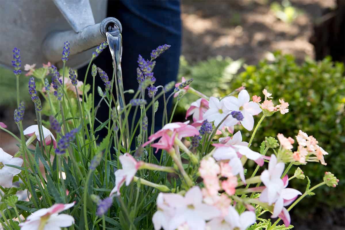 ¿Regar las plantas durante una ola de calor? Aquí te explicamos cómo hacerlo correctamente.
