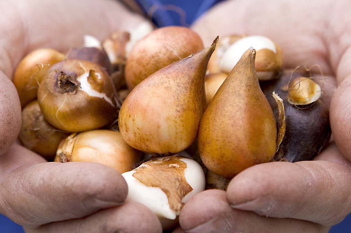 Planter des bulbes à fleurs : quand et comment le faire ?