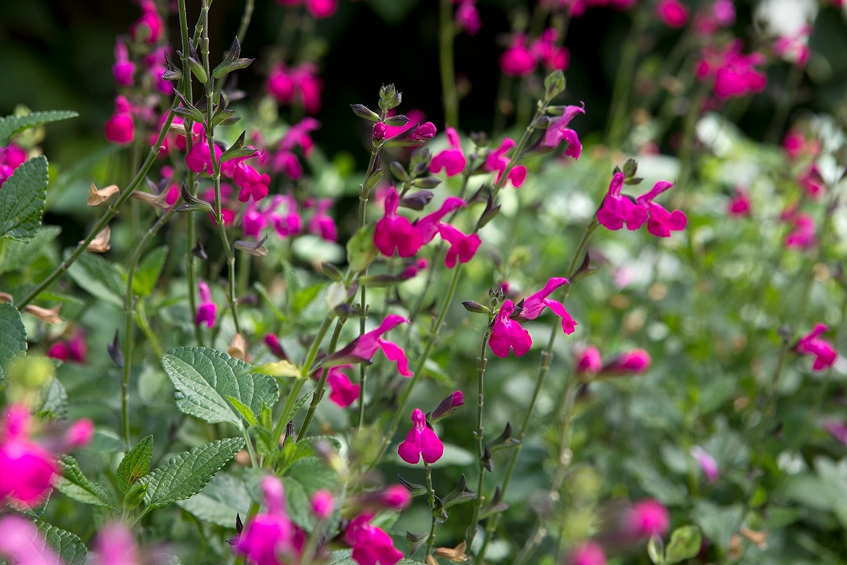 Обрезка шалфея (Salvia): когда и как это делать?